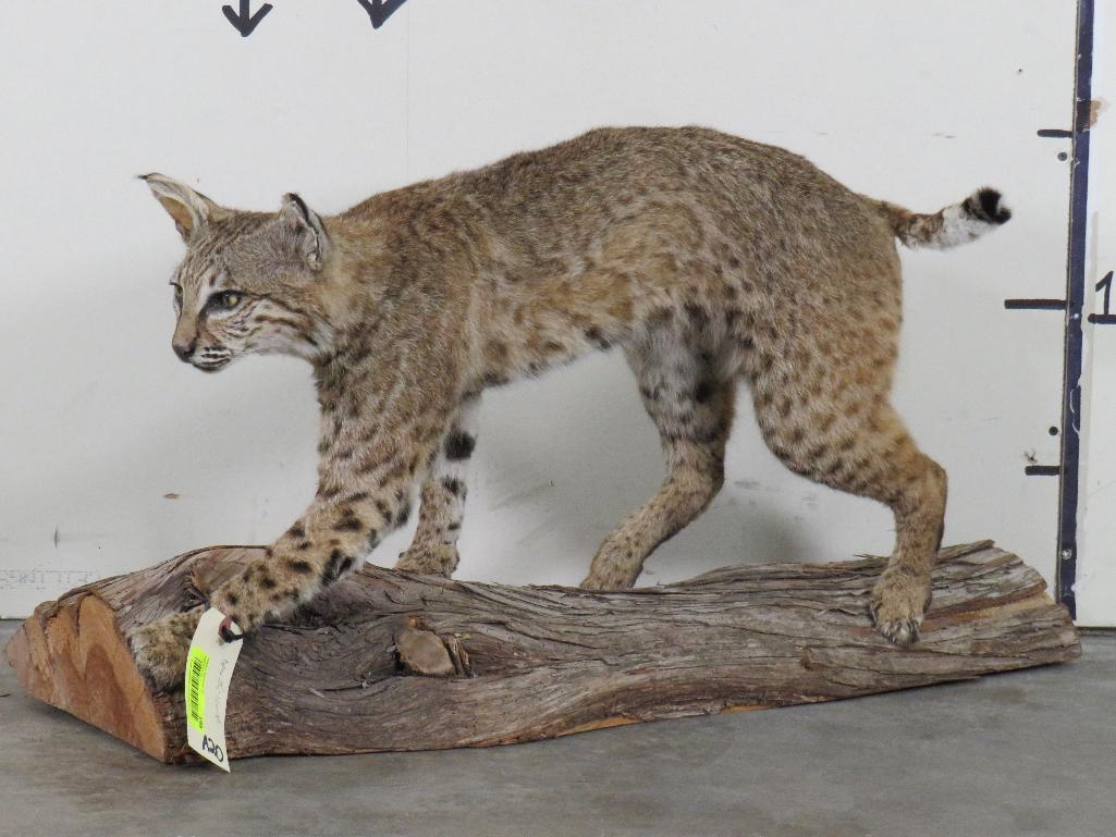 Lifesize Bobcat on Base TAXIDERMY