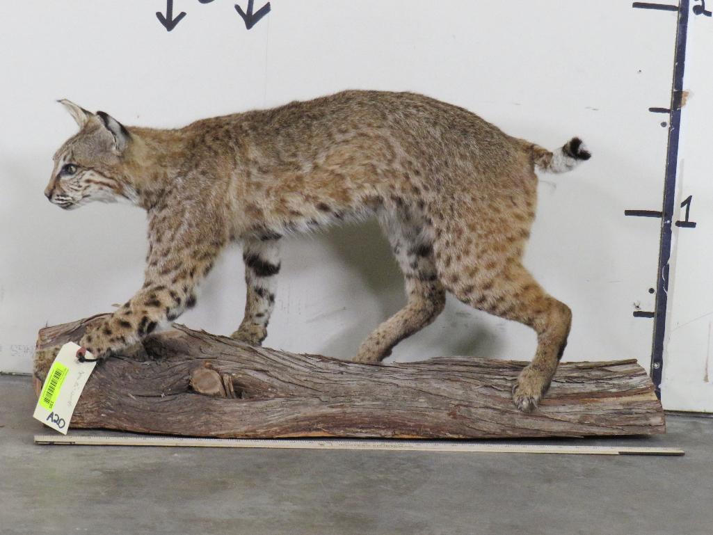 Lifesize Bobcat on Base TAXIDERMY