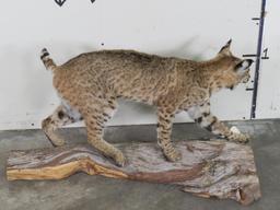 Lifesize Bobcat on Base TAXIDERMY