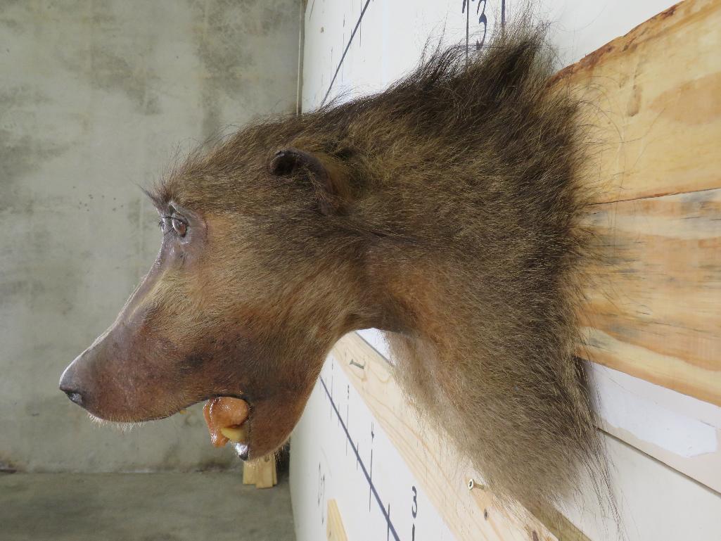 Vintage Baboon Sh Mt TAXIDERMY