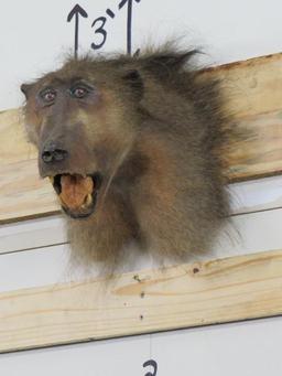 Vintage Baboon Sh Mt TAXIDERMY