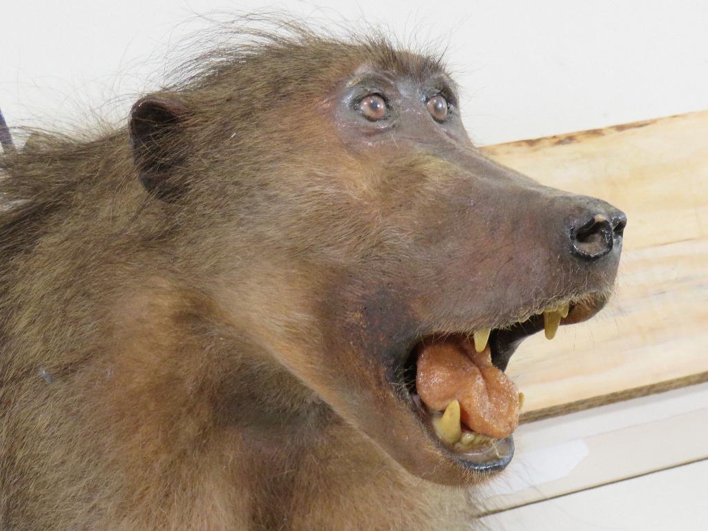 Vintage Baboon Sh Mt TAXIDERMY