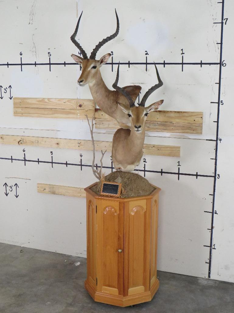 Double Impala Pedestal Mt w/Wheel & Storage on Base TAXIDERMY