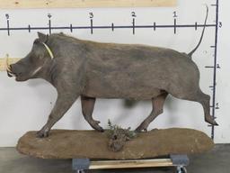 Lifesize Warthog on Base TAXIDERMY