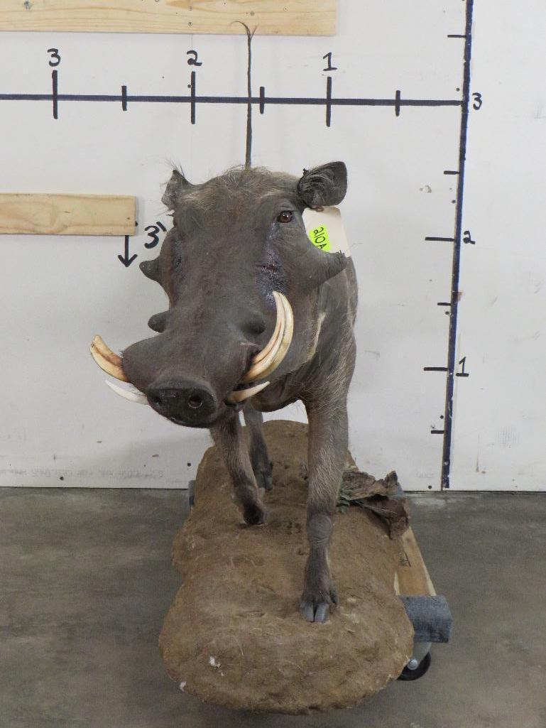 Lifesize Warthog on Base TAXIDERMY