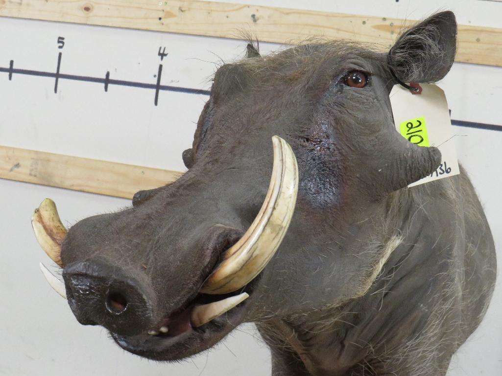 Lifesize Warthog on Base TAXIDERMY