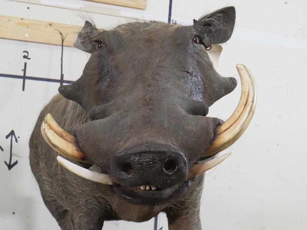 Lifesize Warthog on Base TAXIDERMY