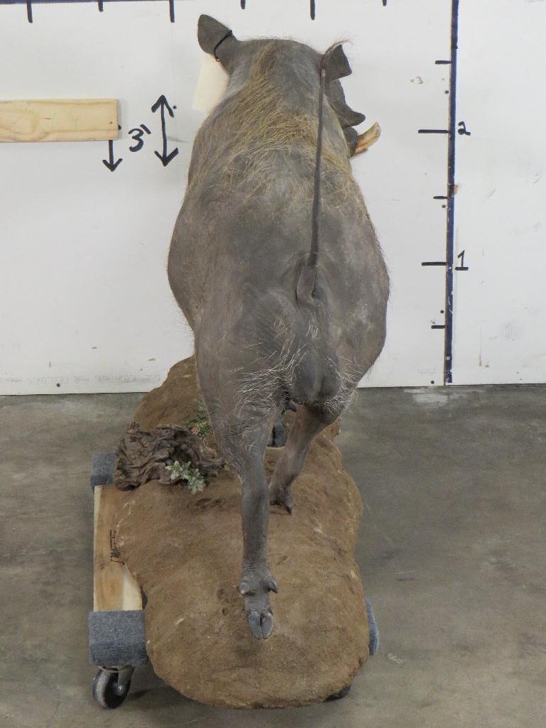 Lifesize Warthog on Base TAXIDERMY
