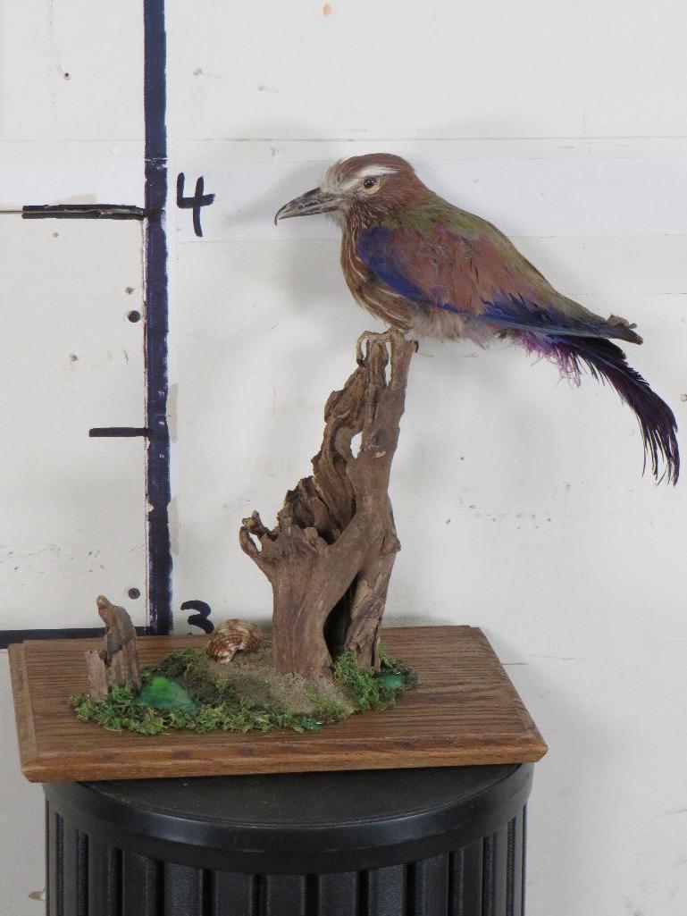 Roller Bird on Base TAXIDERMY EXOTIC BIRDS