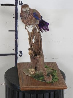 Roller Bird on Base TAXIDERMY EXOTIC BIRDS