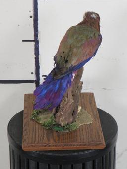 Roller Bird on Base TAXIDERMY EXOTIC BIRDS