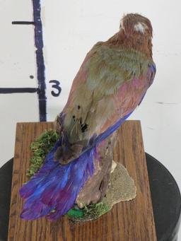 Roller Bird on Base TAXIDERMY EXOTIC BIRDS