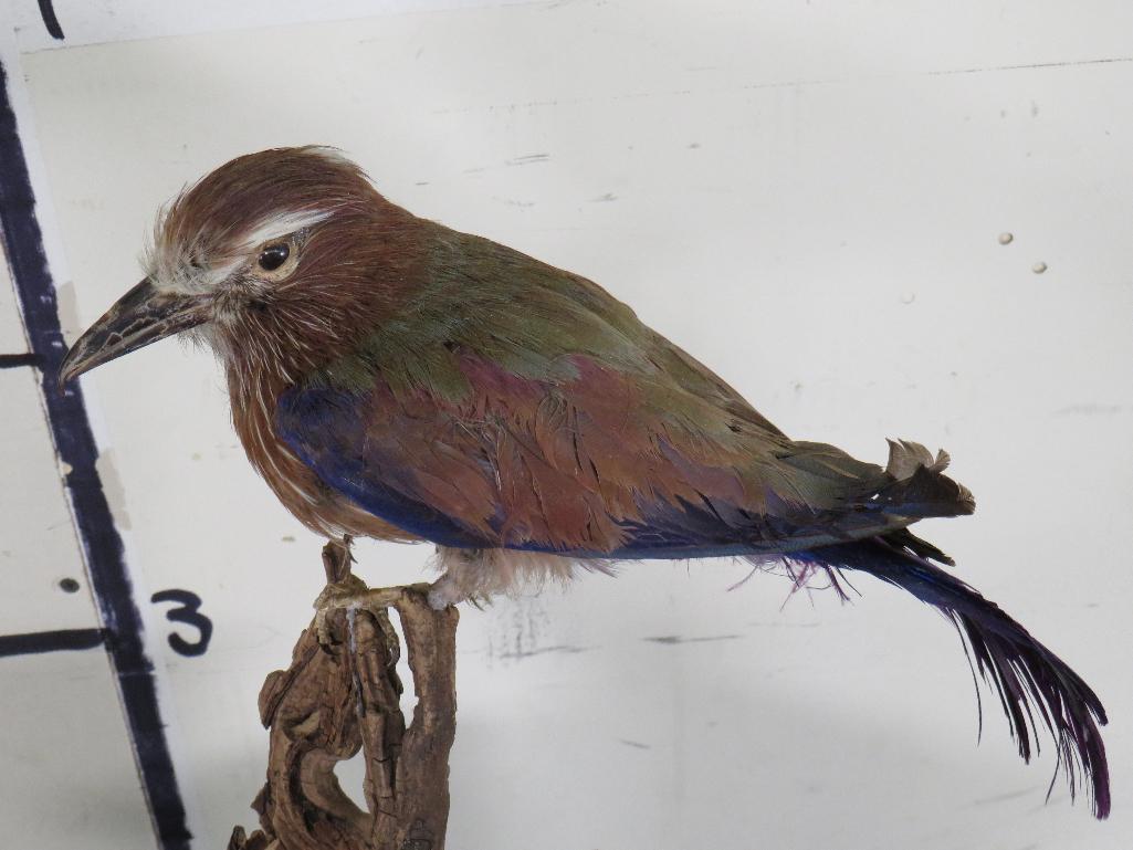 Roller Bird on Base TAXIDERMY EXOTIC BIRDS