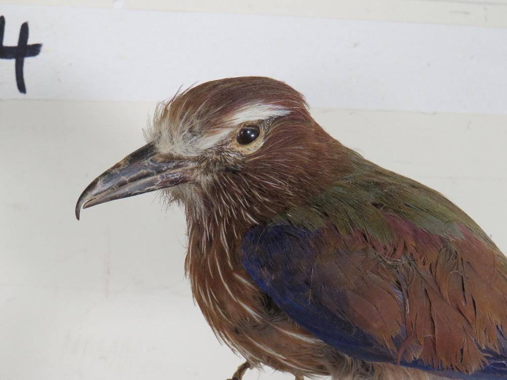 Roller Bird on Base TAXIDERMY EXOTIC BIRDS