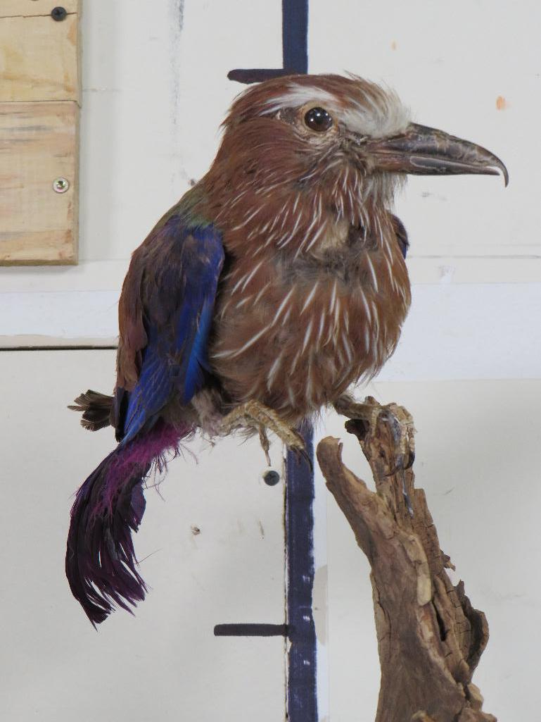 Roller Bird on Base TAXIDERMY EXOTIC BIRDS