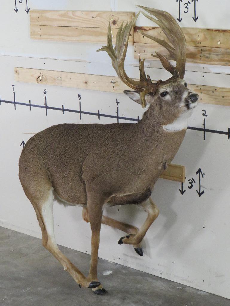 Lifesize Big Rack Whitetail *No Base TAXIDERMY