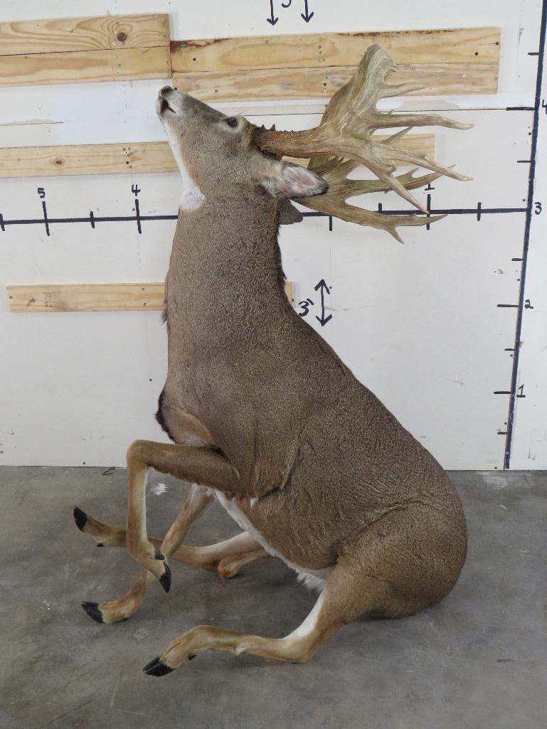 Lifesize Big Rack Whitetail *No Base TAXIDERMY