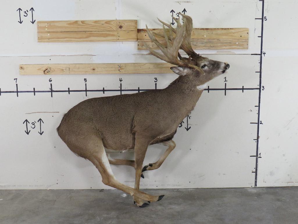 Lifesize Big Rack Whitetail *No Base TAXIDERMY