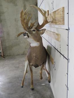 Lifesize Big Rack Whitetail *No Base TAXIDERMY