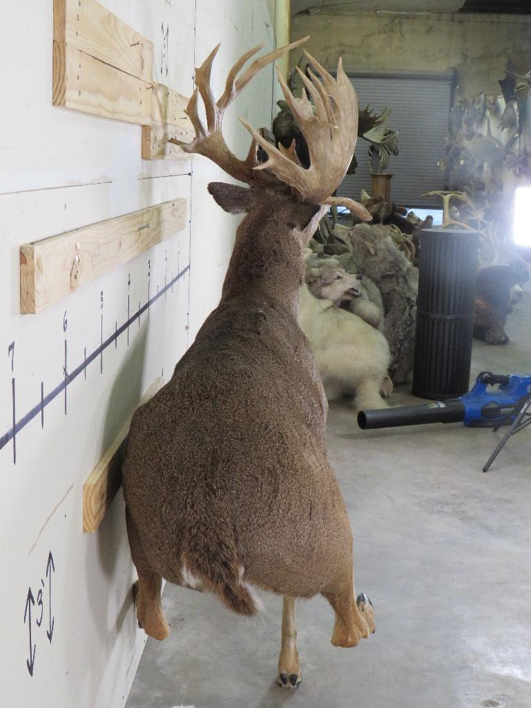 Lifesize Big Rack Whitetail *No Base TAXIDERMY