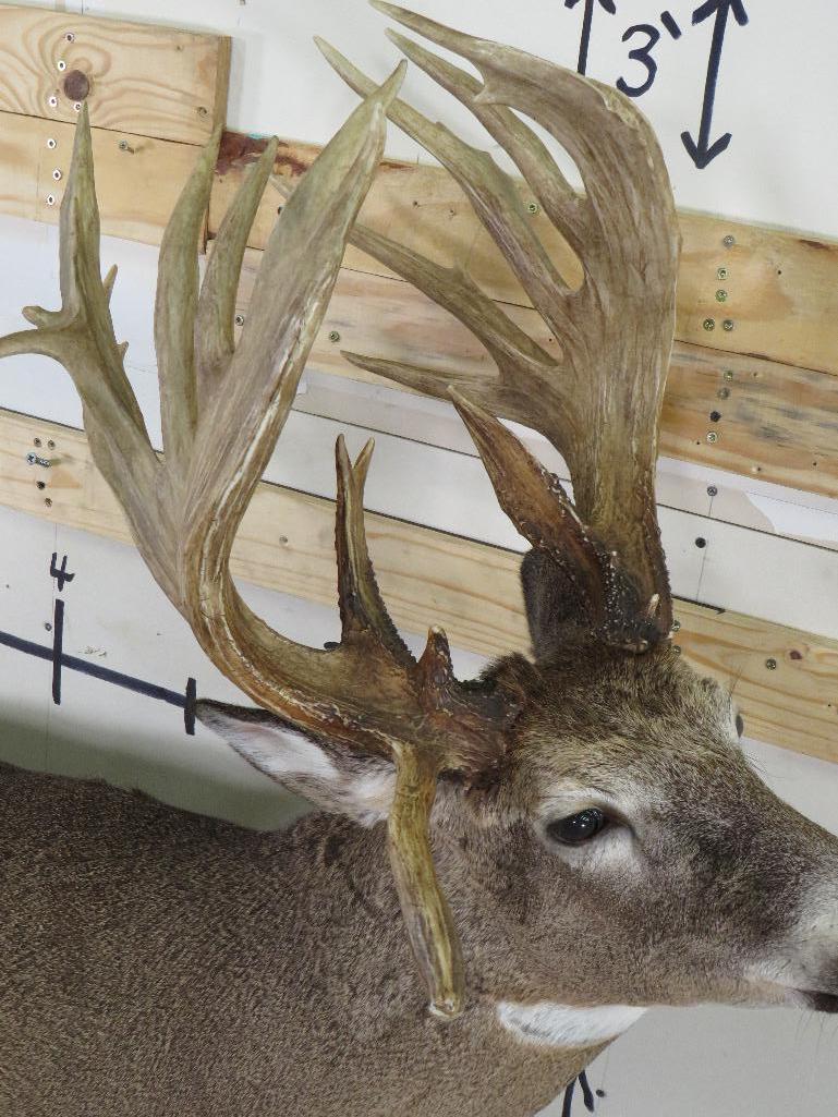 Lifesize Big Rack Whitetail *No Base TAXIDERMY