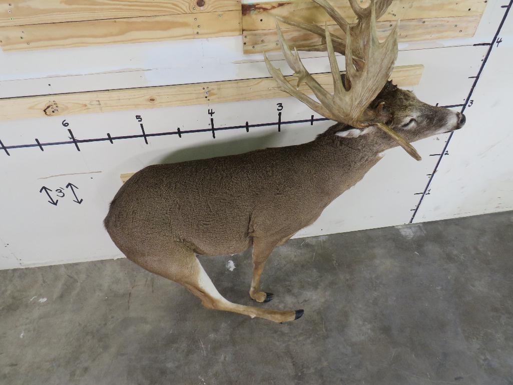 Lifesize Big Rack Whitetail *No Base TAXIDERMY