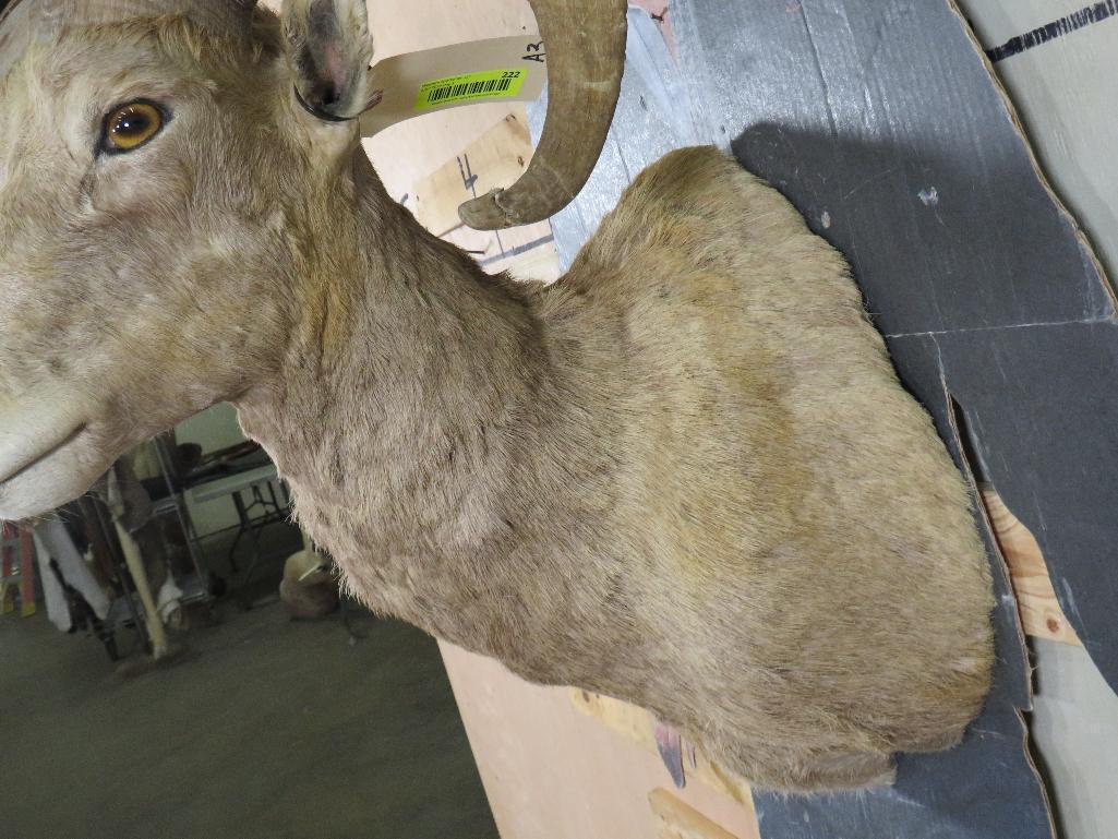 Desert Bighorn Sh Mt TAXIDERMY