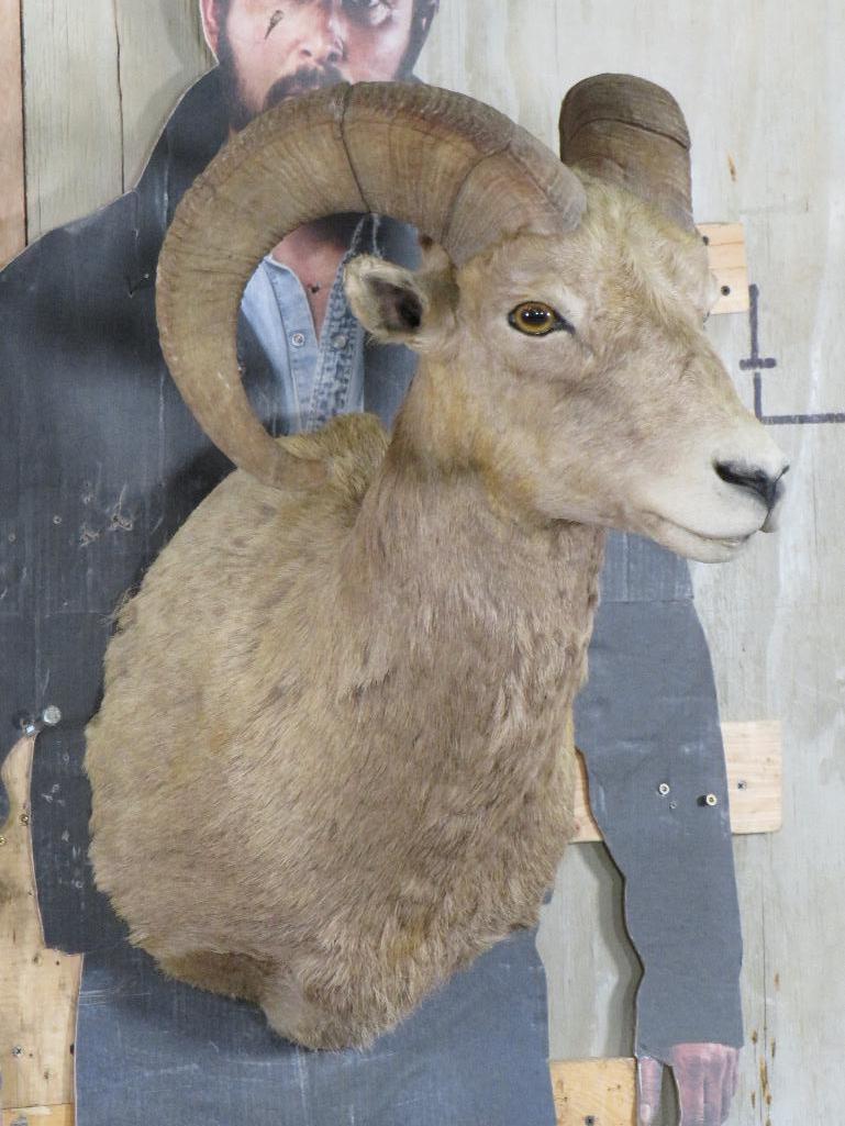 Desert Bighorn Sh Mt TAXIDERMY