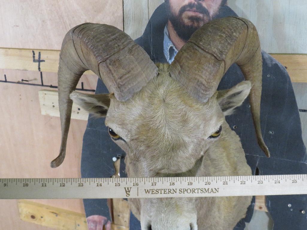 Desert Bighorn Sh Mt TAXIDERMY