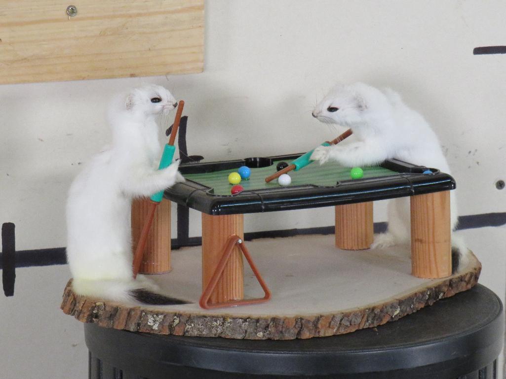 2 Lifesize Ermine Playing Pool approx 14"x10"x6.5"T TAXIDERMY