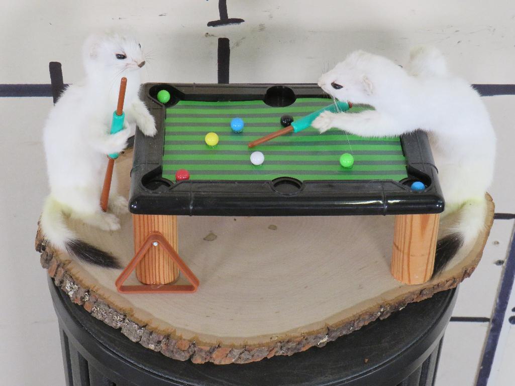 2 Lifesize Ermine Playing Pool approx 14"x10"x6.5"T TAXIDERMY