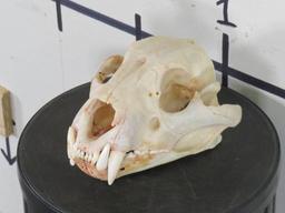 Antique Tiger Skull (Partial) Came out of a Tiger Rug, Has all teeth *TX RES ONLY*