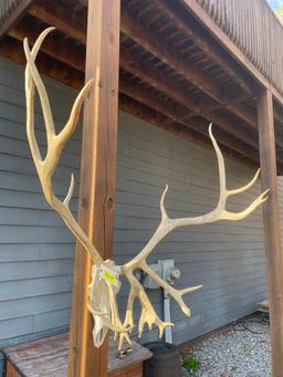 HUGE set of Reindeer/Caribou antlers, on a repro skull, 13 points X 12 points 50 inches tall and 44