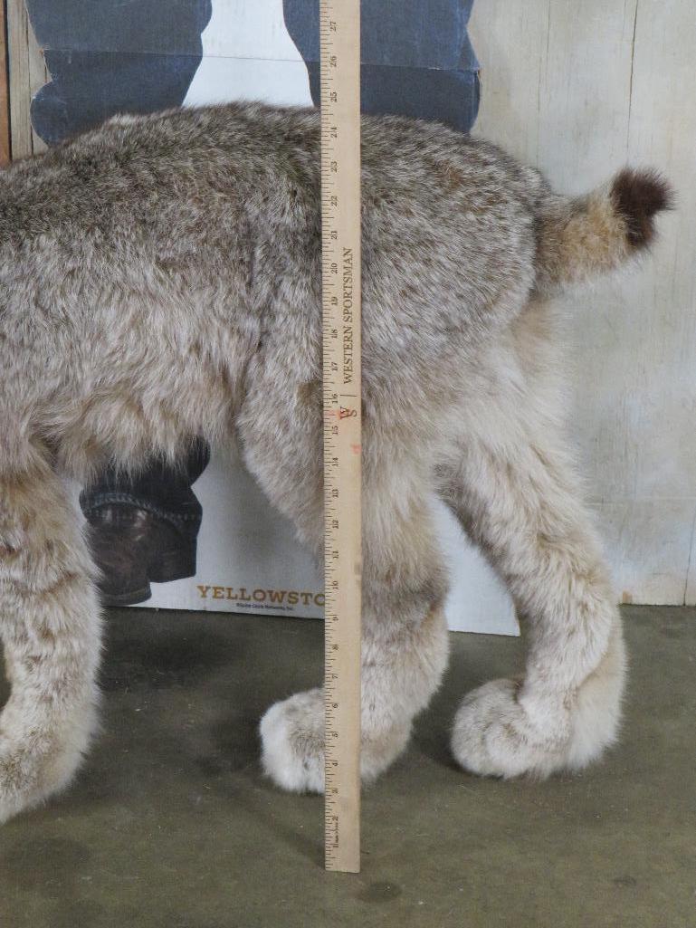 Very Nice Lifesize Freestanding Lynx TAXIDERMY