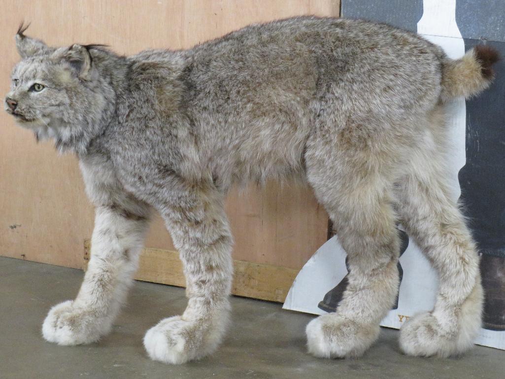 Very Nice Lifesize Freestanding Lynx TAXIDERMY
