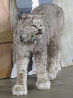 Very Nice Lifesize Freestanding Lynx TAXIDERMY