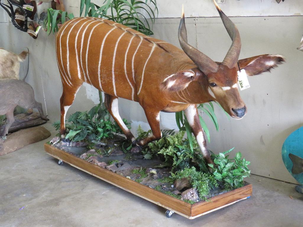 Really Pretty Lifesize Bongo on Base w/Wheels TAXIDERMY