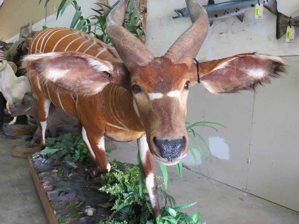 Really Pretty Lifesize Bongo on Base w/Wheels TAXIDERMY