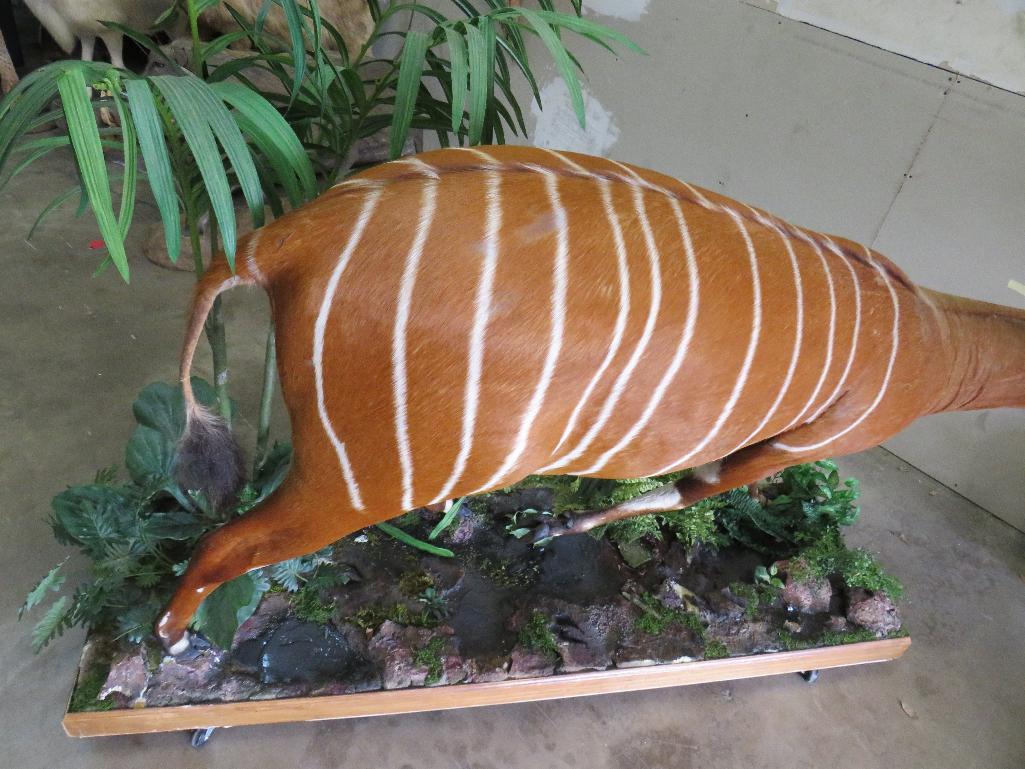 Really Pretty Lifesize Bongo on Base w/Wheels TAXIDERMY