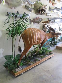 Really Pretty Lifesize Bongo on Base w/Wheels TAXIDERMY