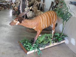 Really Pretty Lifesize Bongo on Base w/Wheels TAXIDERMY