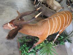 Really Pretty Lifesize Bongo on Base w/Wheels TAXIDERMY