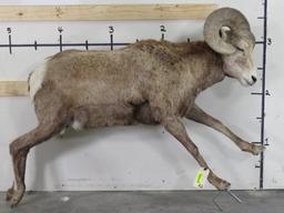 Lifesize Bighorn Sheep w/Real Horns *No base TAXIDERMY