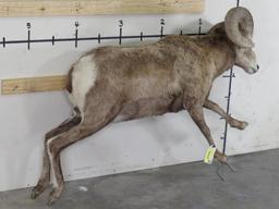 Lifesize Bighorn Sheep w/Real Horns *No base TAXIDERMY