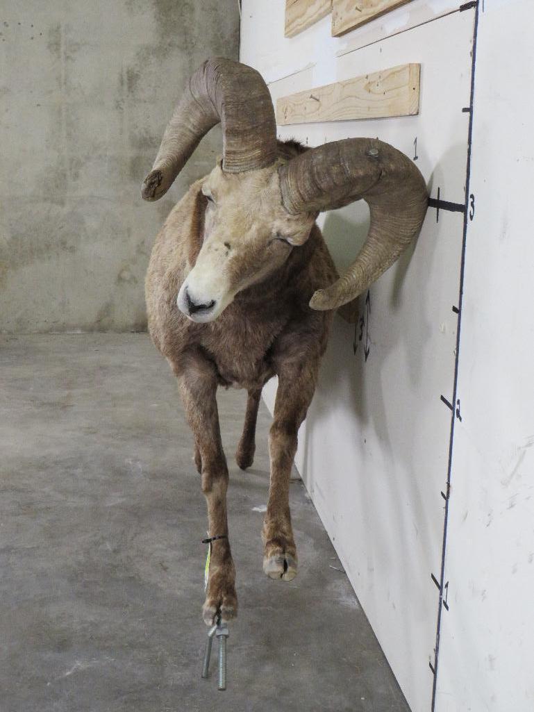 Lifesize Bighorn Sheep w/Real Horns *No base TAXIDERMY