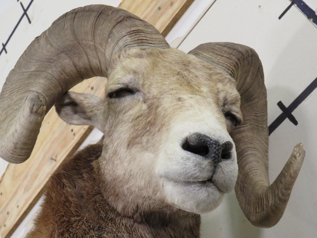 Lifesize Bighorn Sheep w/Real Horns *No base TAXIDERMY