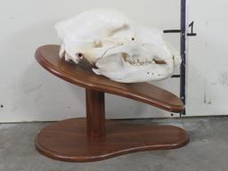 Very Nice and Big Brown Bear Skull on Wood Pedestal w/All Teeth TAXIDERMY