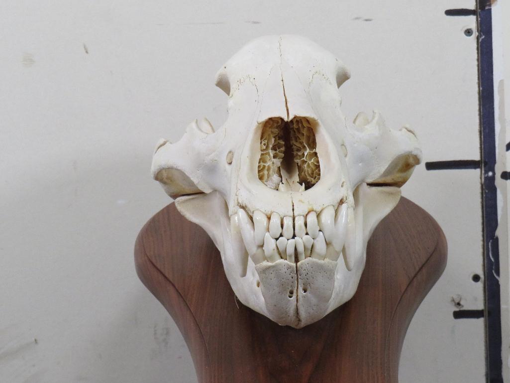Very Nice and Big Brown Bear Skull on Wood Pedestal w/All Teeth TAXIDERMY