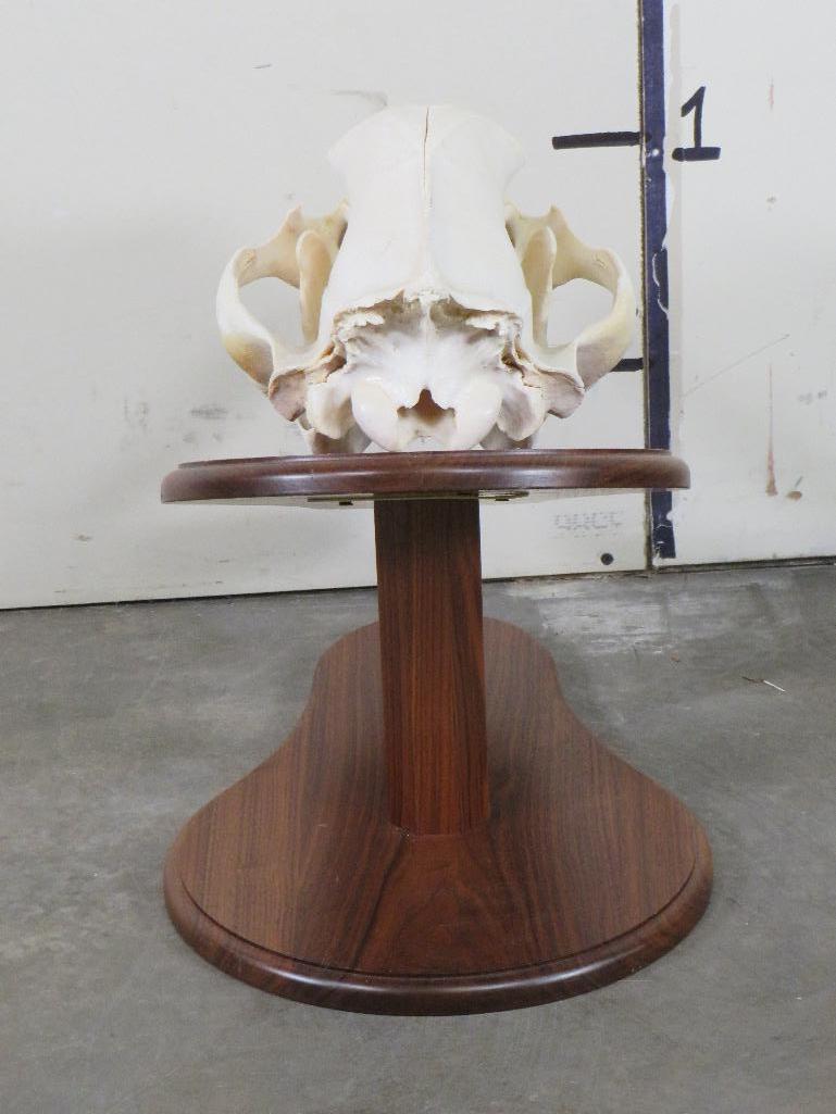 Very Nice and Big Brown Bear Skull on Wood Pedestal w/All Teeth TAXIDERMY