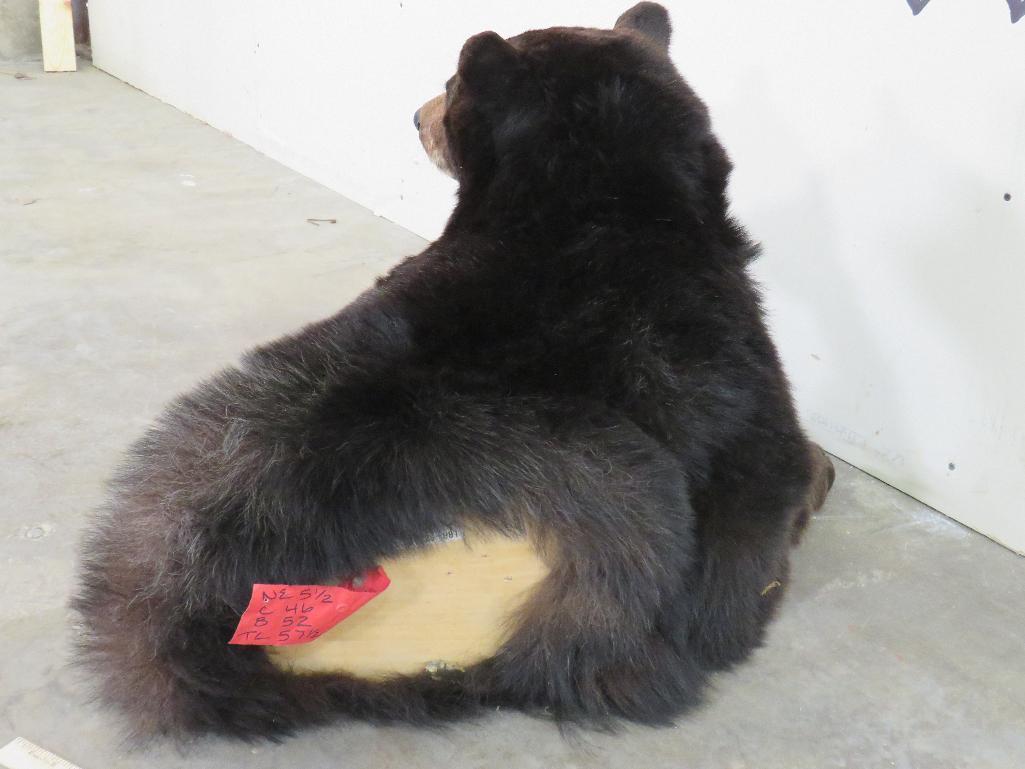 Nice 1/2 Body Black Bear TAXIDERMY